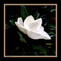 Magnolia Blossom in Rain