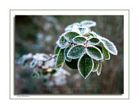 Frost on Rose Leaves