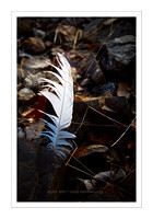 White Gull Feather in Rocks