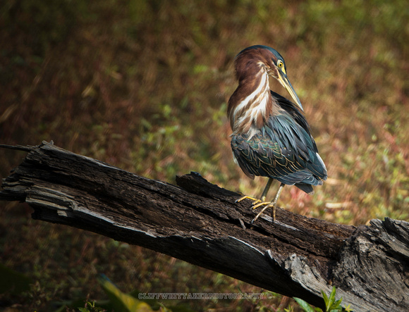 Preening Pose