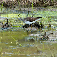 Solitary Sandpiper