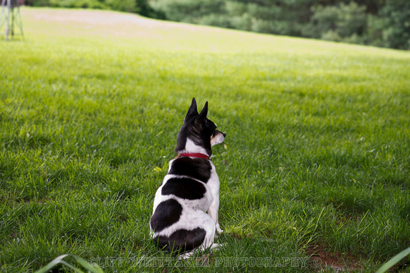 Squirrel Watch